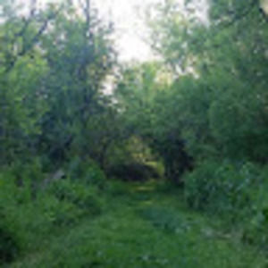 Meet your Posher, Forest